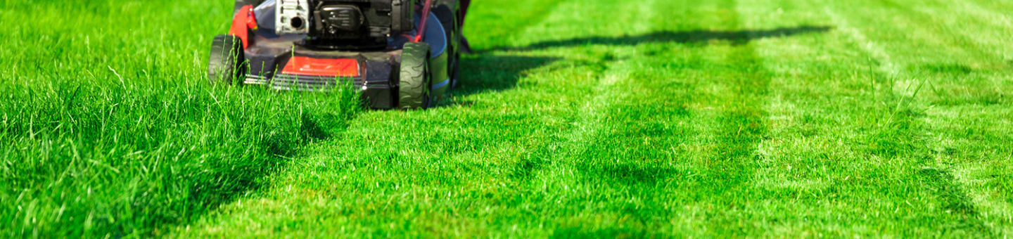 Gras Maaien Hoe Vaak Doe Je Dat Horta Tuin And Dier 